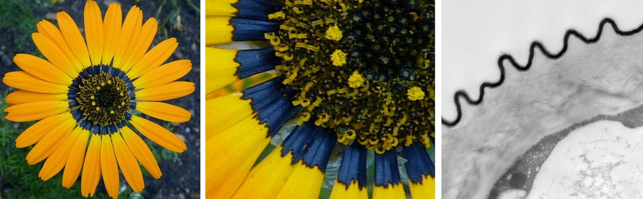 A trick of the light? Convergent evolution of disordered flower surfaces and the blue light they scatter.